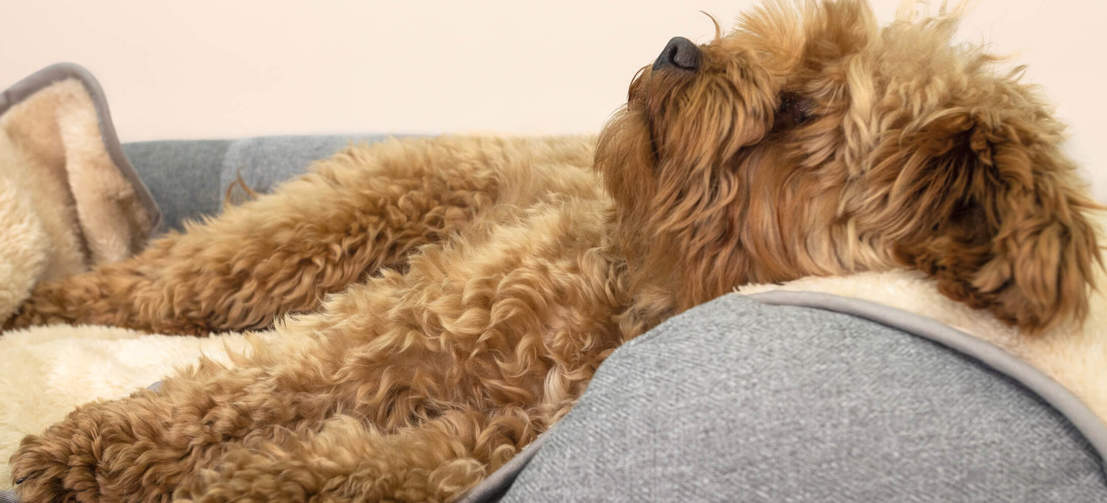 Opgradér din hunds seng med et varmt superblødt tæppe den vil elske.