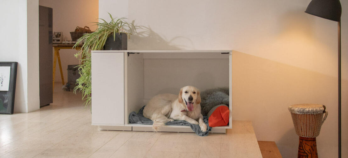 Labradorhund slapper af inde i Fido Nook hvid kasse med integreret garderobeskab