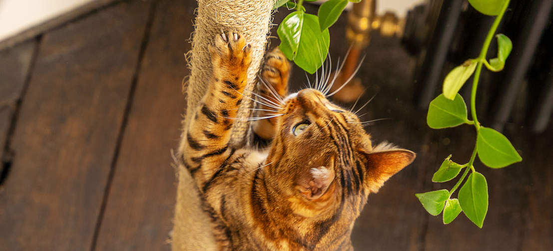 Katte kradser sisal af Freestyle indendørs gulv til loft kattetræ