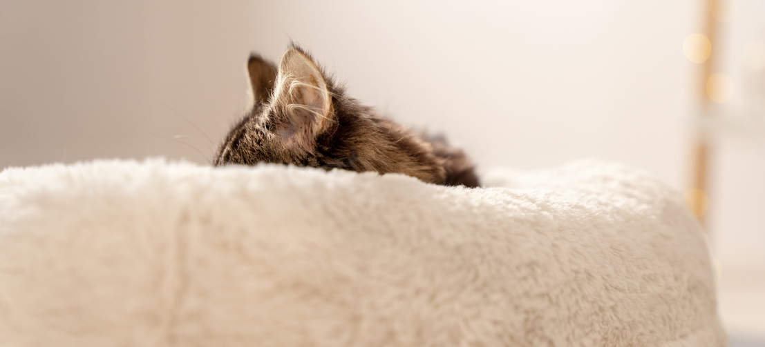 Kat sover på superblød, snehvid donut katteseng.