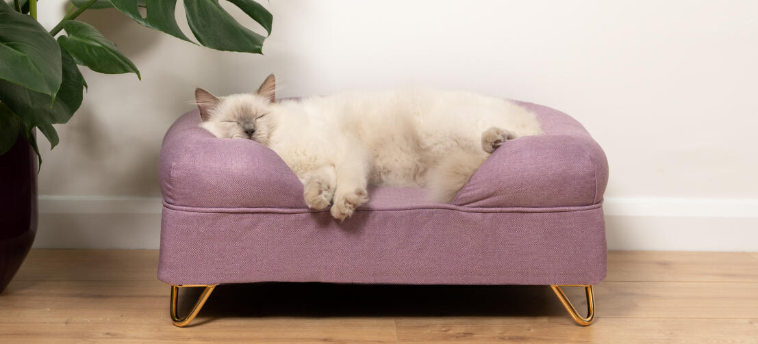 Sød fluffy hvid kat sover på lavendel lilla memory foam katteseng med Gold hårnåle fødder