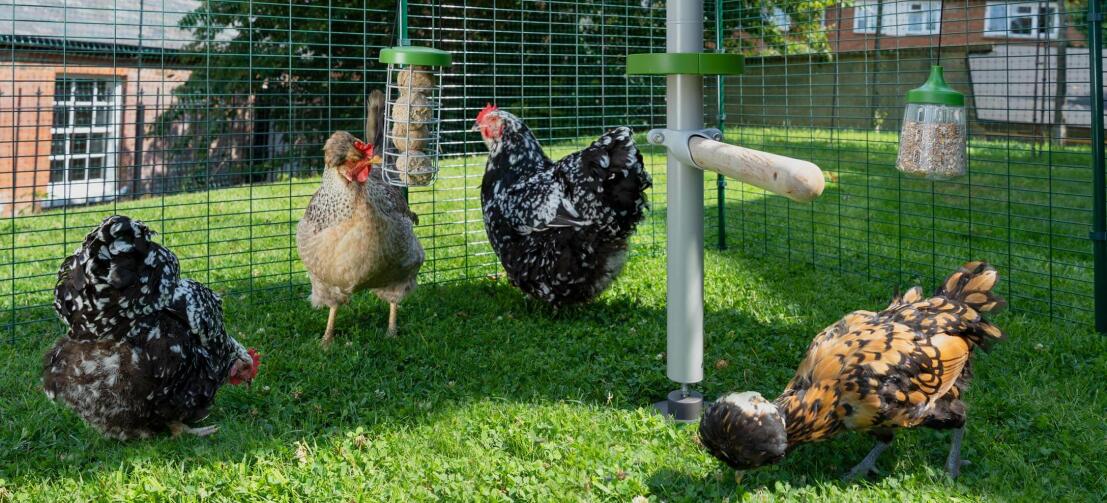Fire høns i en Omlet hønsegård med en Omlet Poletree tilpasseligt hønsesystem