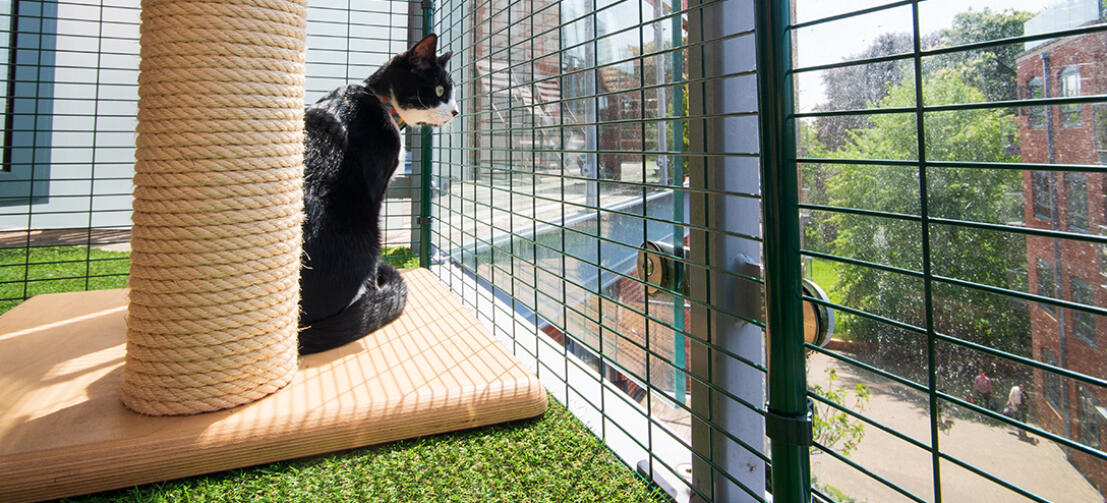 Din kat vil elske at udforske sit nye sikre område på altanen og nyde sanseoplevelsen udenfor
