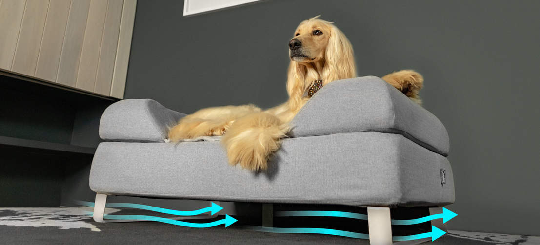 Hund, der ligger på Omlet Topology hundeseng med støttekant og hvide hårnåle ben