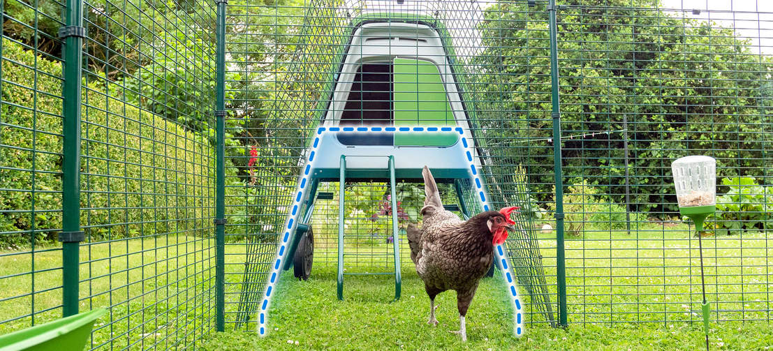 en høne ved siden af ​​en go up hønsegård med en skitseret forbindelse til en walk-in hønsegård