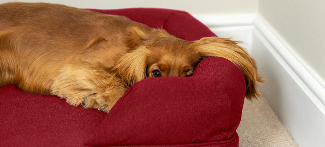kastanjefarvet cocker spaniel kigger ud over siden af en dyb rød hundeseng med støttekant