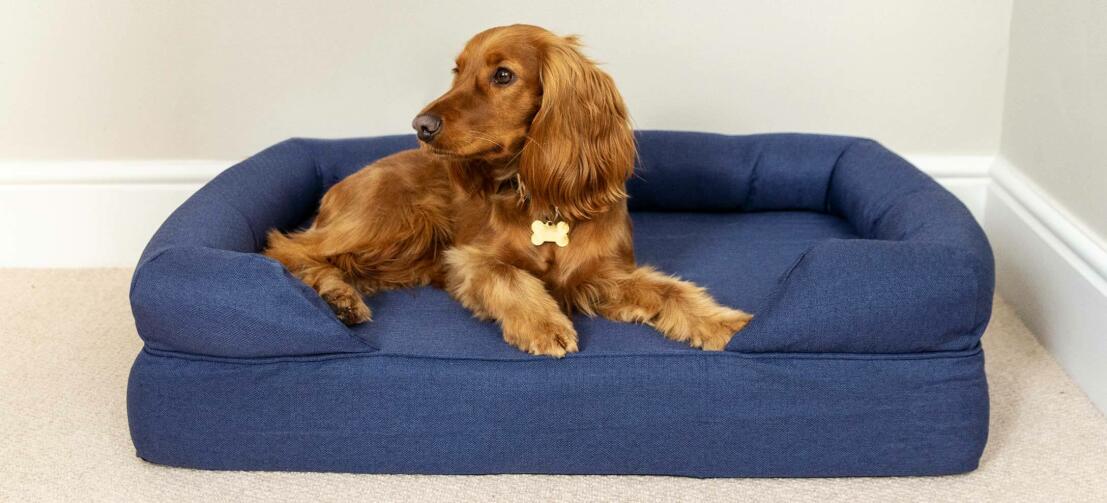 Kastanjebrun cocker spaniel, der ligger på en dybblå hundeseng
