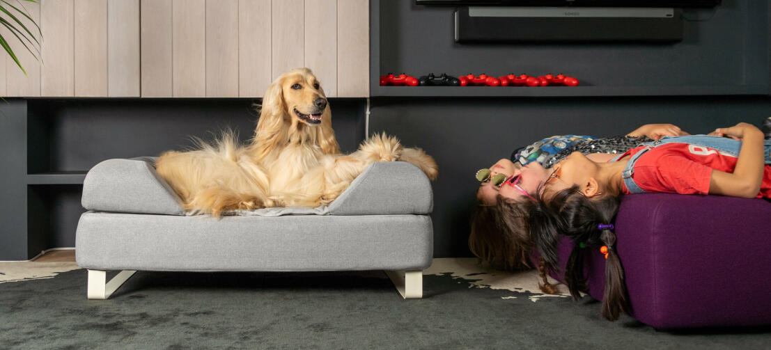 Hund ligger på Omlet Topology hundeseng med støttekant og hvide ben - med piger der ligger på hovedet