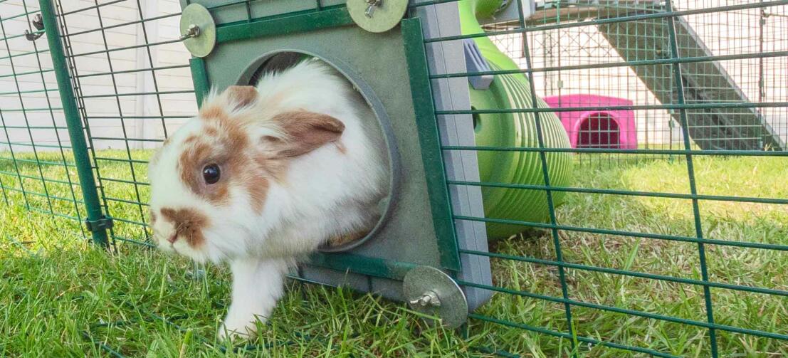 Mediate vegetarisk konsensus Zippi tunnelsystem til kaniner | Omlet