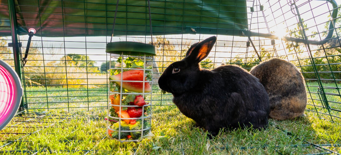 En sort kanin, der spiser blade og vandmelonskiver fra en Caddi godbidsdispenser, der hænger inde i løbegården.