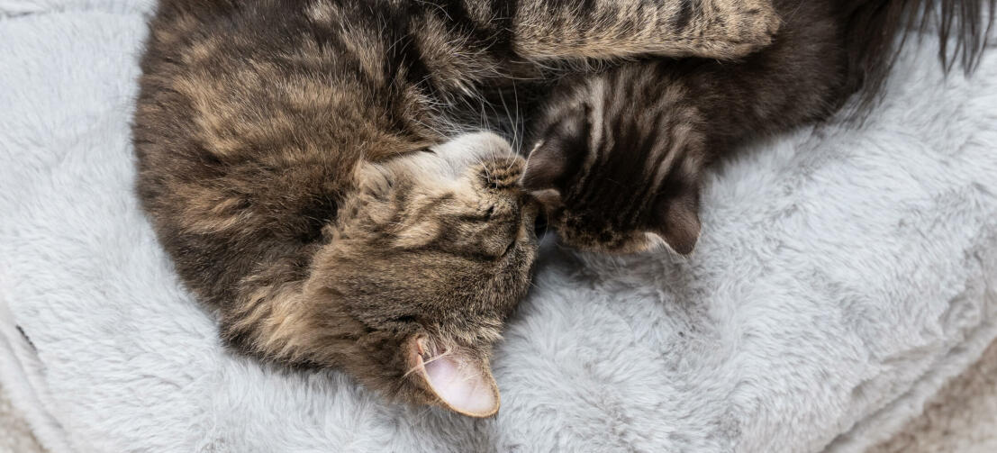 kat med sin killing slapper af i luksuriøs blød donut katteseng