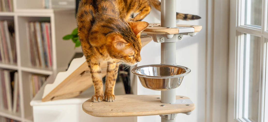Kat undersøger skål med Freestyle indendørs gulv til loft kattetræ