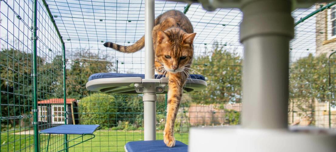 Kat klatrer ned ad Freestyle udendørs kattetræ i et kattetræ i haven