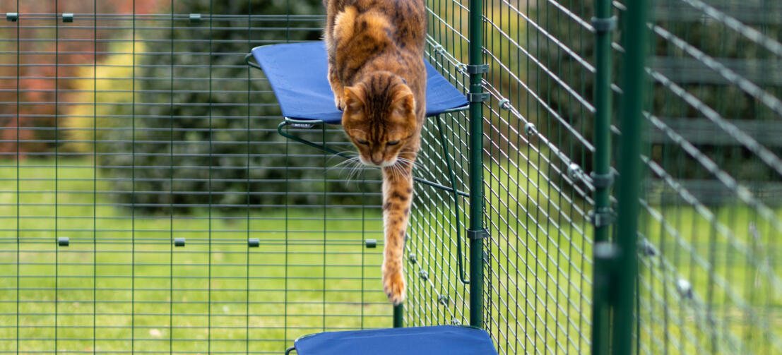 Kat hopper ned fra stof kattehylde i Omlet udendørs kattegård
