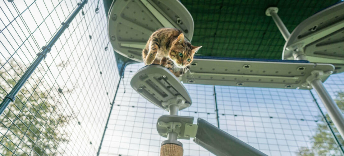 Kat på Omlet Freestyle udendørs kattetræ platform indenfor Omlet catio