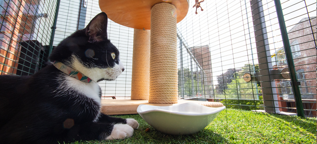 Du kan møblere din kattesikre altan med kradsetræer og interactive legesager for virkelig at forbedre din kats nye miljø