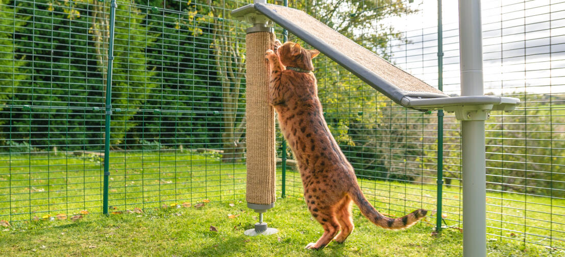 Kat bruger kradsetræet på et Freestyle udendørs kattetræ i et udendørs kattegård