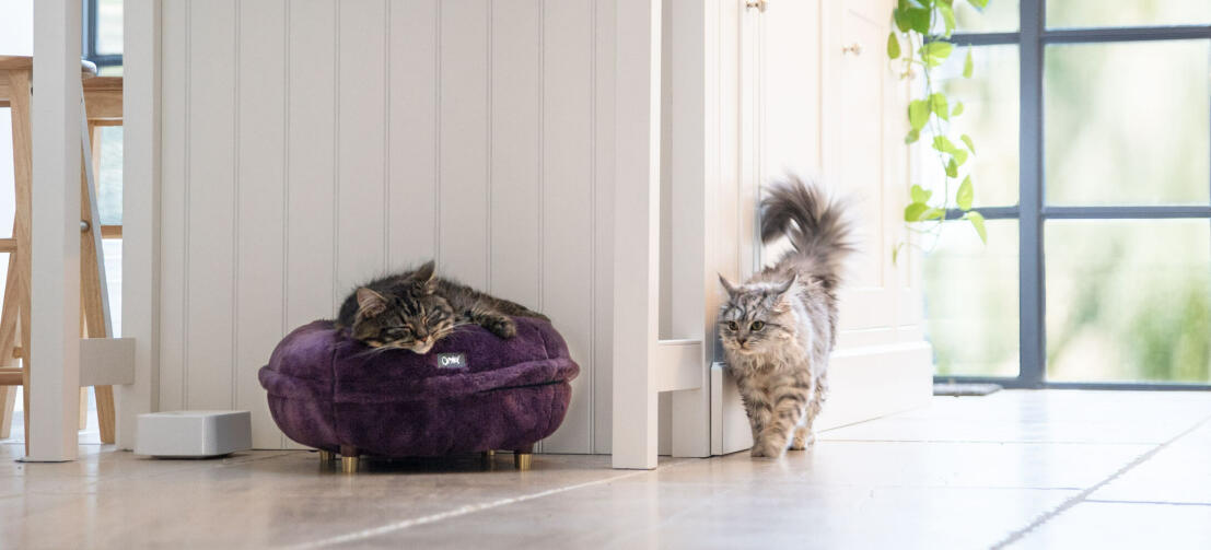 Katte i et køkken, en af dem sovende i en figenfarvet, blød Maya Donut katteseng.