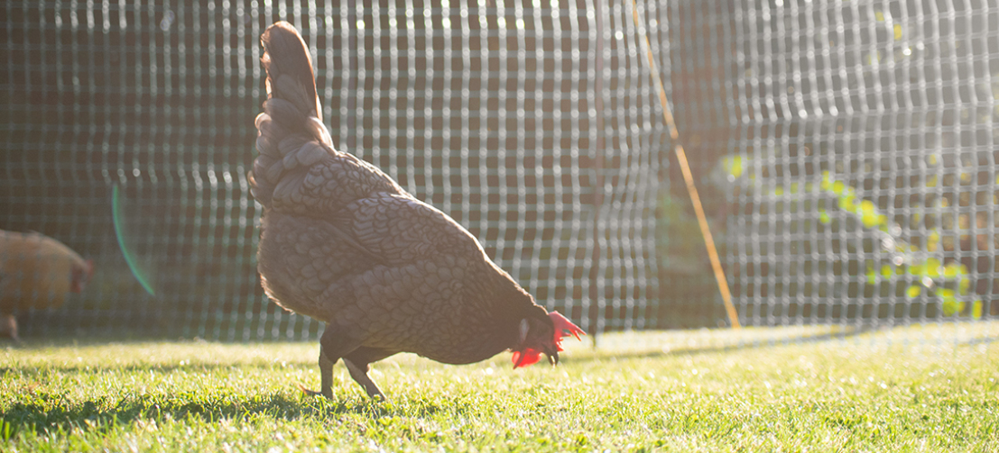 En høne hakker I jorden foran Omlets hønsehegn på en solrig dag