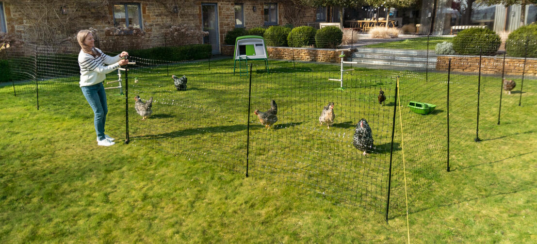 Høns, der går frit omkring i indhegnet område i en have med et Eglu Cube hønsehus.