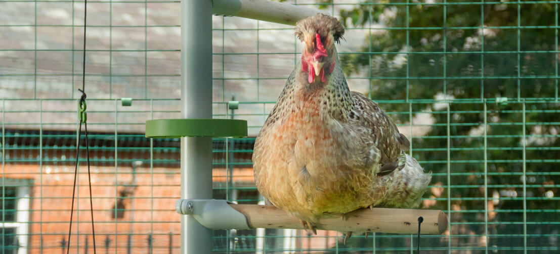 Nærbillede af kylling på Omlet kylling Poletree underholdningssystem inde på Omlet hønsegård