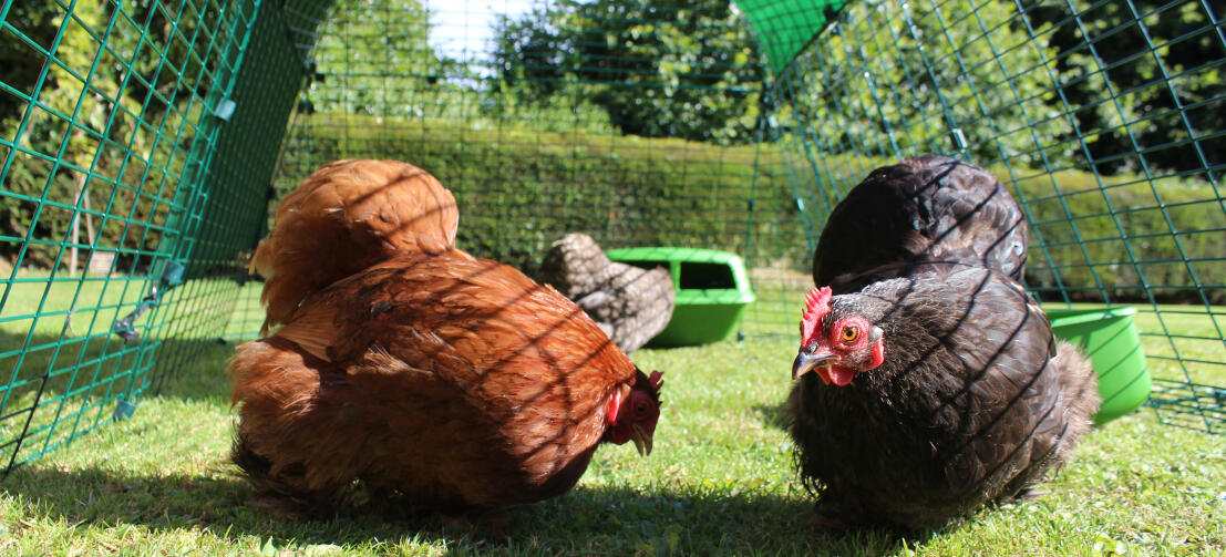 Wings transfusion Lige Eglu Go hønsehus | Plastik hønsehus med plads til 2-4 høns | Omlet