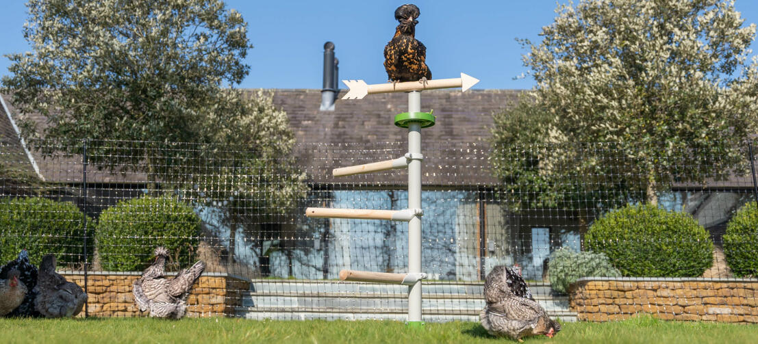 Når dine høns sidder og hygger sig, ligner hønsetræet en arkitektonisk naturlig del af din have.