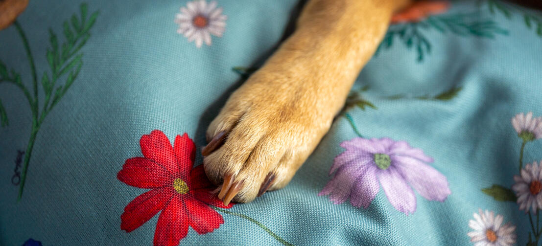Nærbillede af en pote på en hundeseng med Gardenia Sage-print.