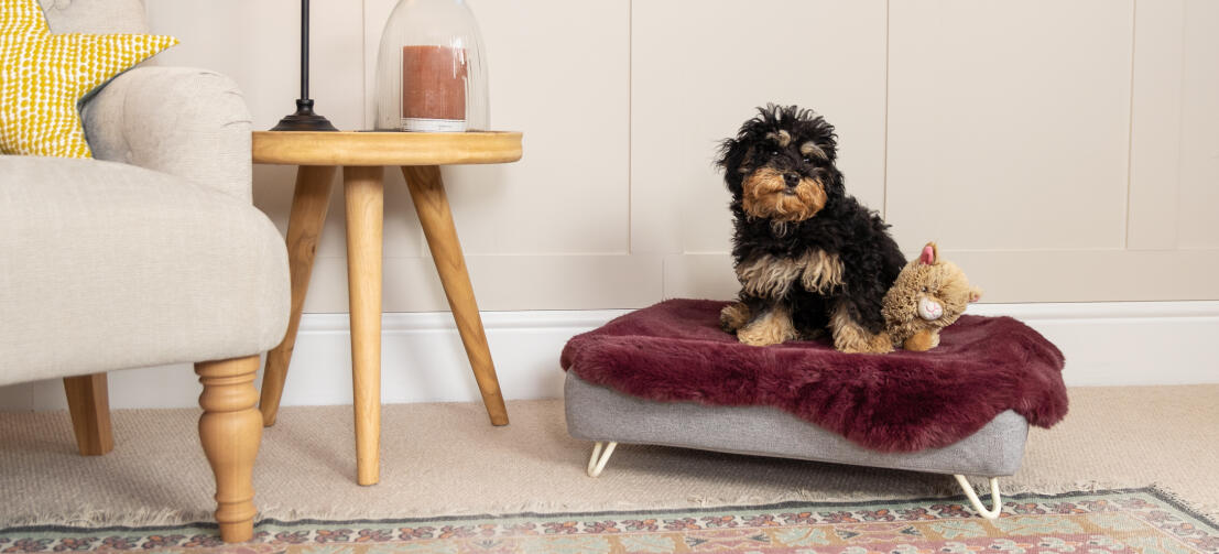 Cockapoo i luksus memoryskum Topology hundeseng