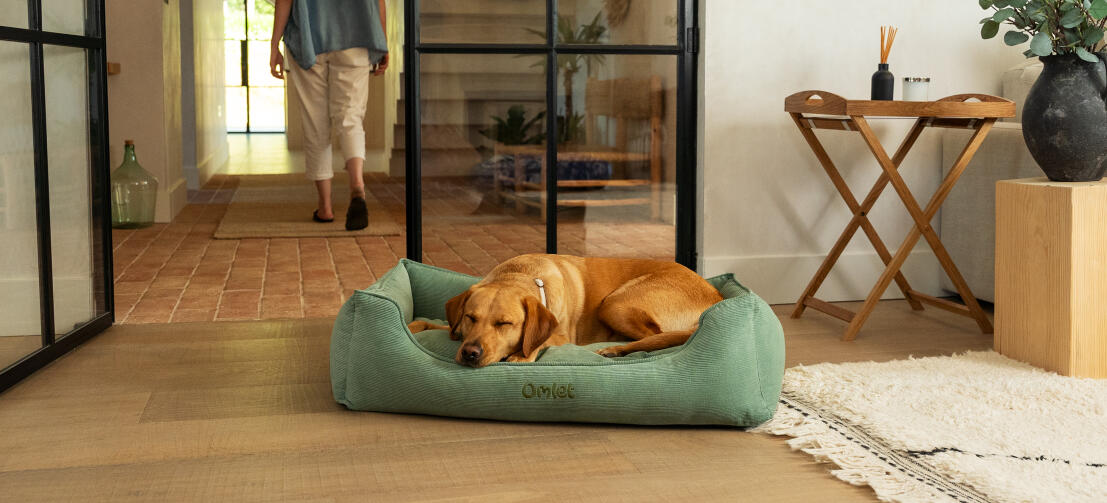 Retriever, der sover på en stor Corduroy Moss rede-seng