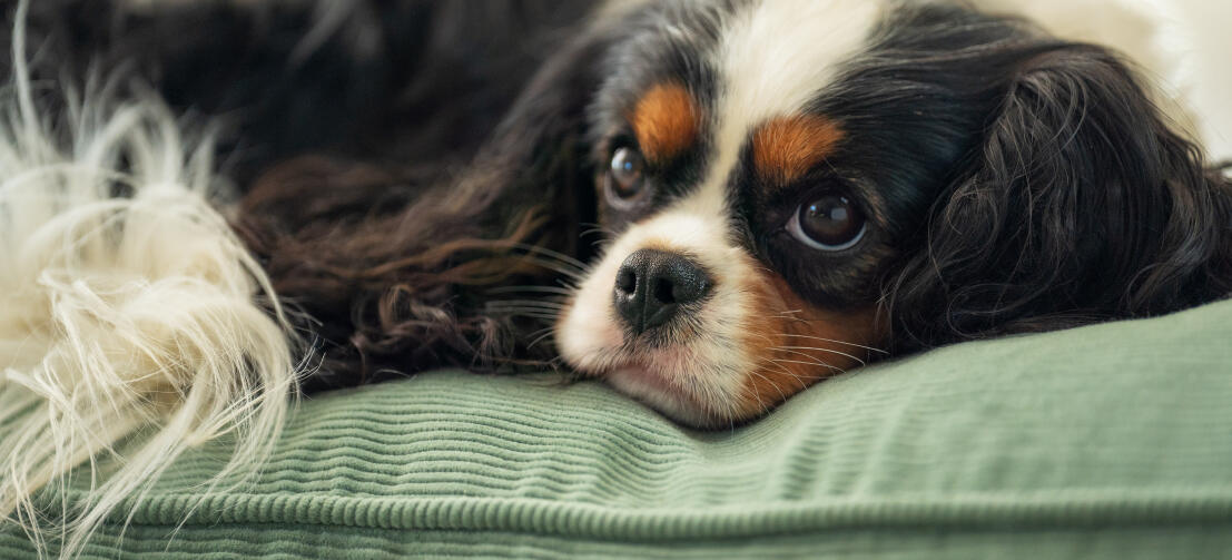 En hund, der ligger på en pudehundeseng med Corduroy Moss-print