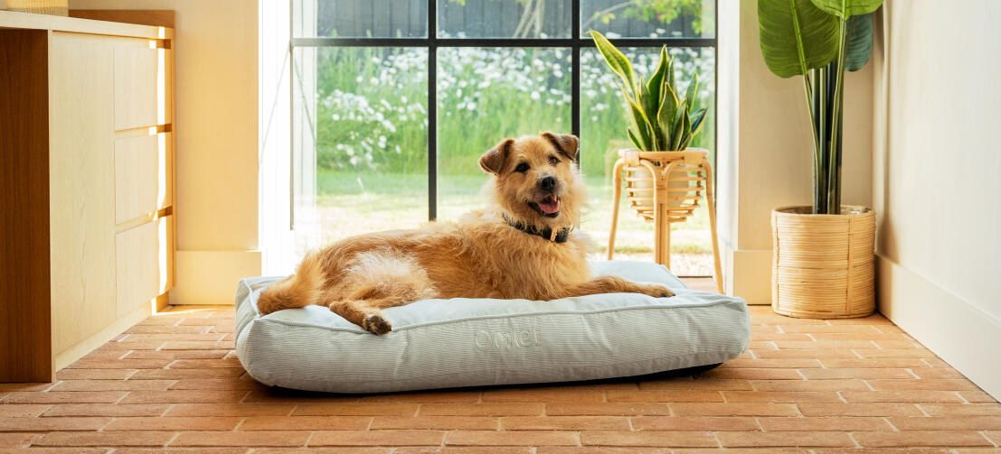 En hund, der ligger på hundesengen med Corduroy Pebble-print