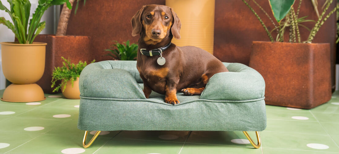 Brun gravhund på lysegrøn hundeseng med støttekant fra Omlet