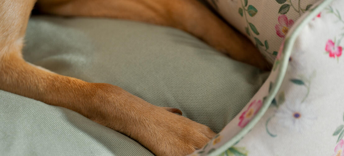 Nærbillede af en hunds poter i en behagelig Omlet rede-seng til hunde