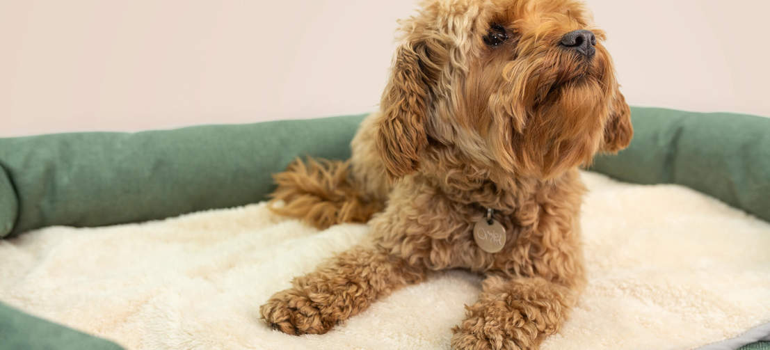 Placér tæppet i din hunds seng for et ekstra hyggeligt lag i de kolde måneder.