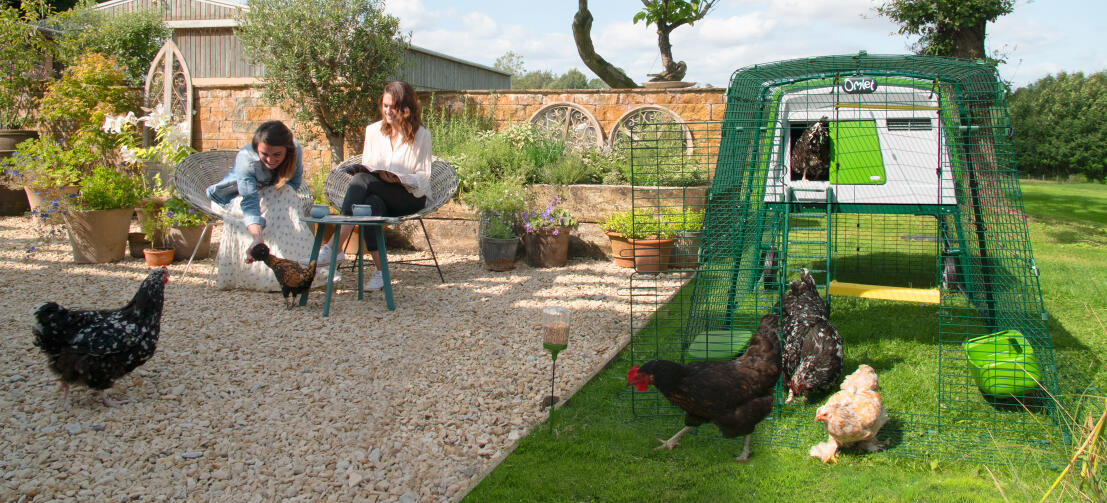 Damer sidder i haven med høns, der strejfer rundt foran en stor Eglu Cube hønsegård