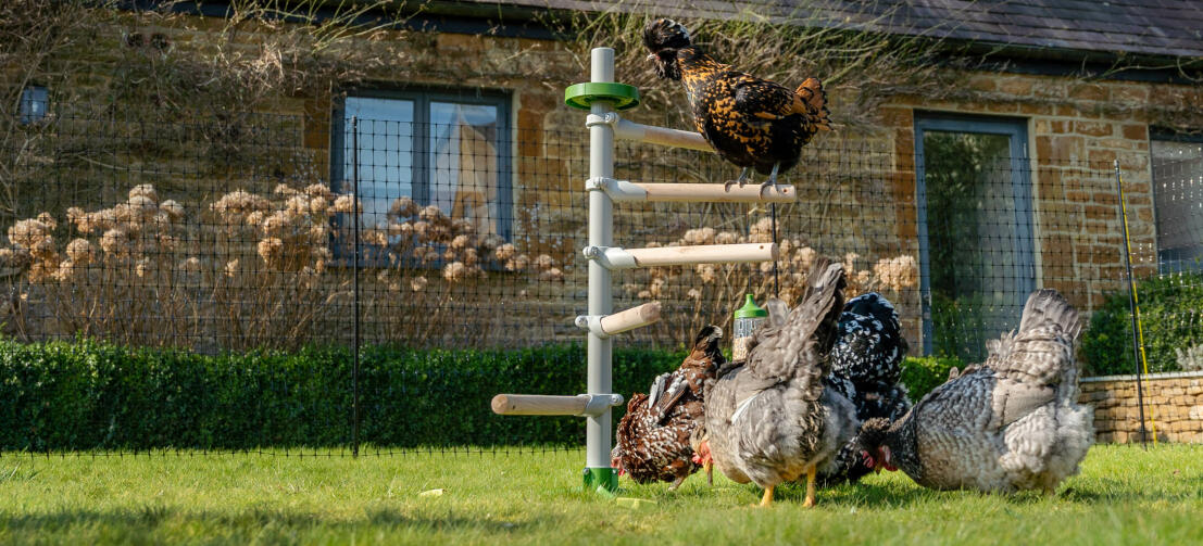 Hønseflok leger med hønselegetøj og sidder i havens fritstående hønsetræ Hønseflok leger med hønselegetøj og sidder i havens fritstående hønsetræ
