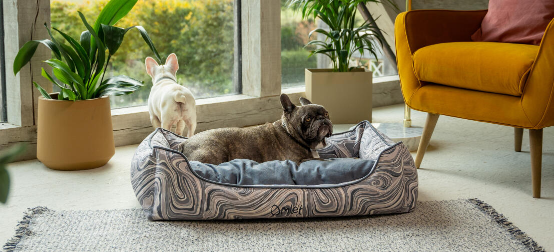 To frenchies i en stue med den stilfulde Omlet - nærbillede af en hundepote i en behagelig Omlet rede-hundeseng