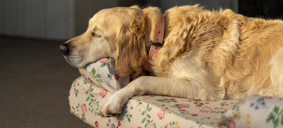 Golden retriever hviler på blomstret hundeseng med støttekant