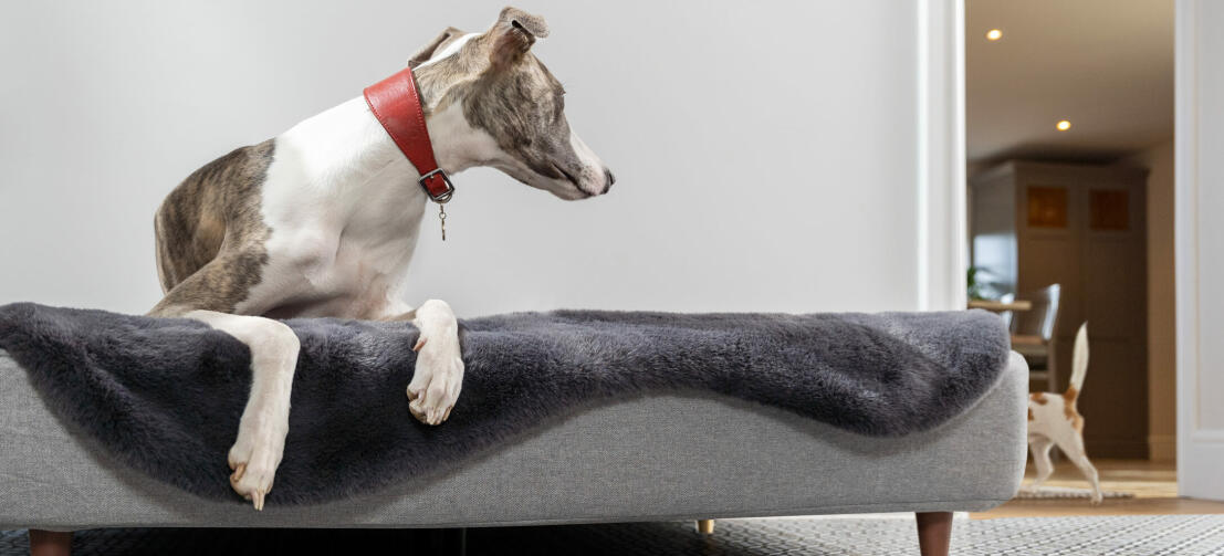 Hund ligger i sin Topology hundeseng og en anden hund leger i baggrunden