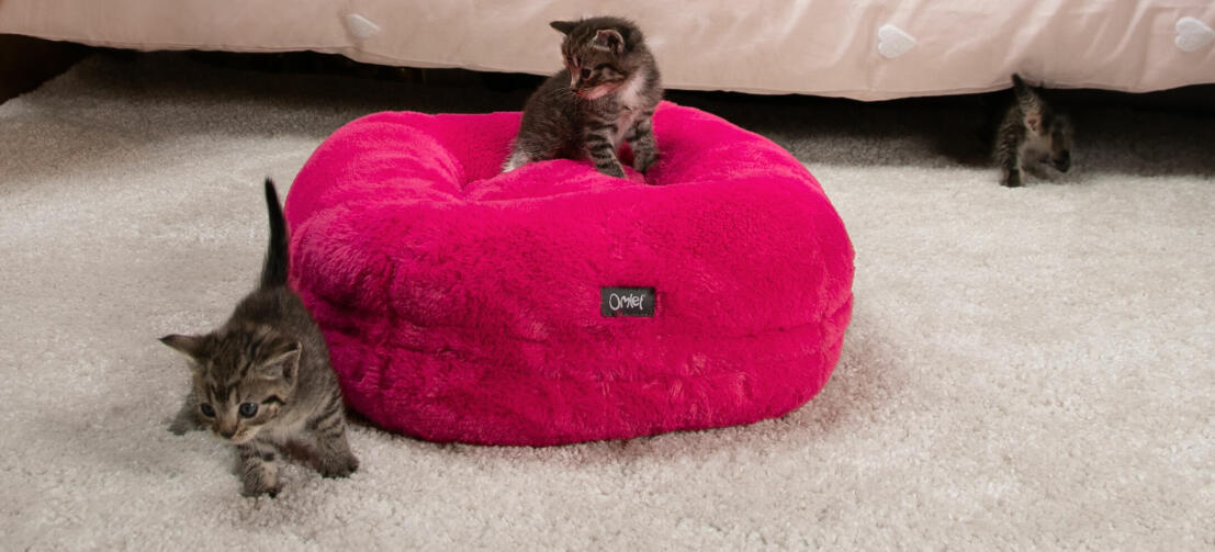 kattekillinger leger i en hot pink super blød Maya donut katteseng