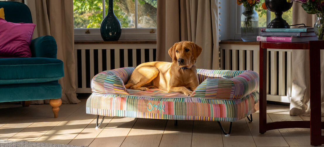 Labrador i stuen på en hævet hundeseng