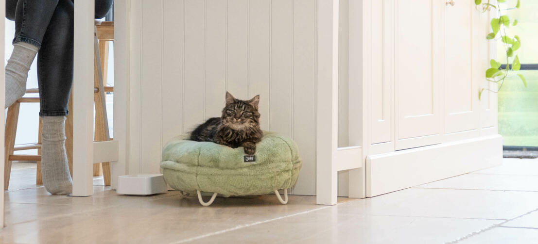 Kat i køkkenet slapper af i den superbløde mintgrønne donut seng.