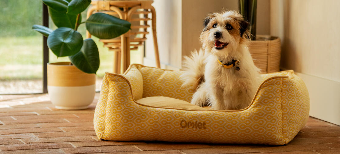 En terrier på en Honeycomb Pollen-hundeseng.
