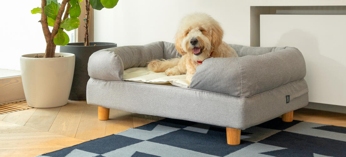 Hvid hund sover på grå Omlet memoryskum hundeseng med støttekant og kølemåtte