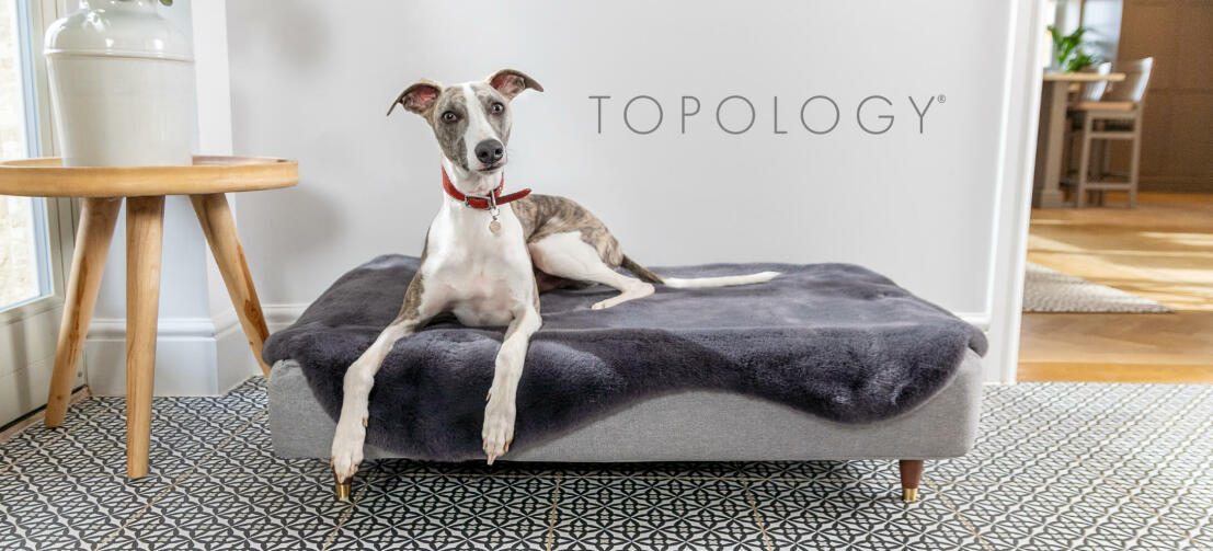 Greyhound hviler i Topology moderne hævet hundeseng