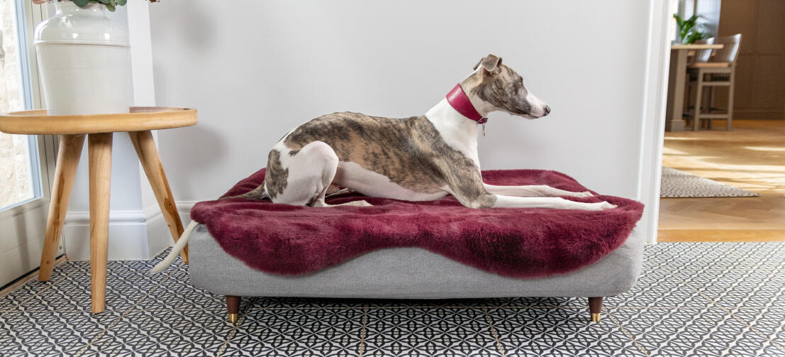 Greyhound hviler i en memoryskum Topology hundeseng