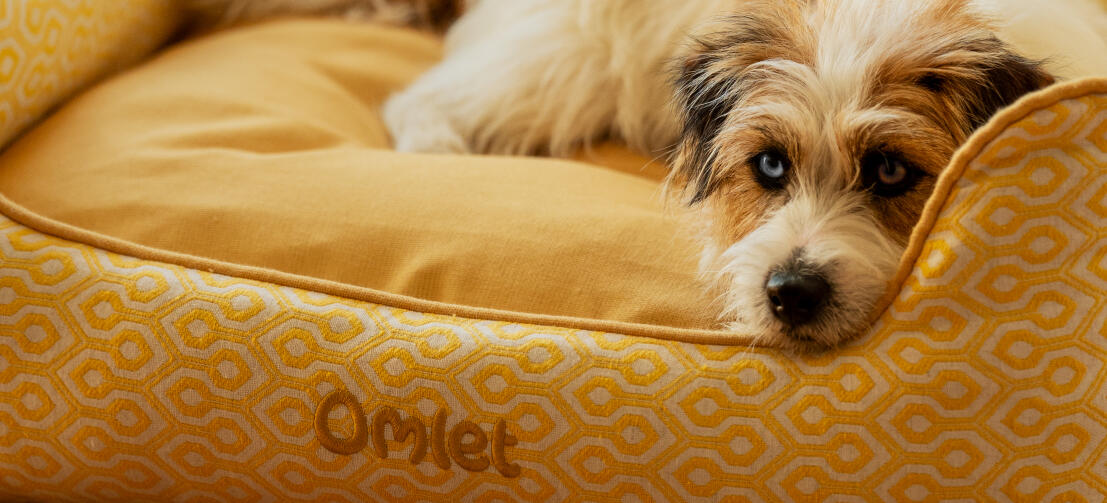 Terrier, der slapper af på en Omlet rede-hundeseng med Honeycomb Pollen-print.