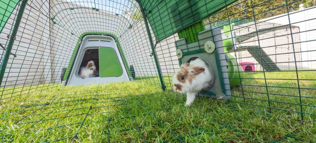 Kaniner leger i deres grønne Eglu Go kaninhus og løber gennem et forbundet Zippi tunnelsystem