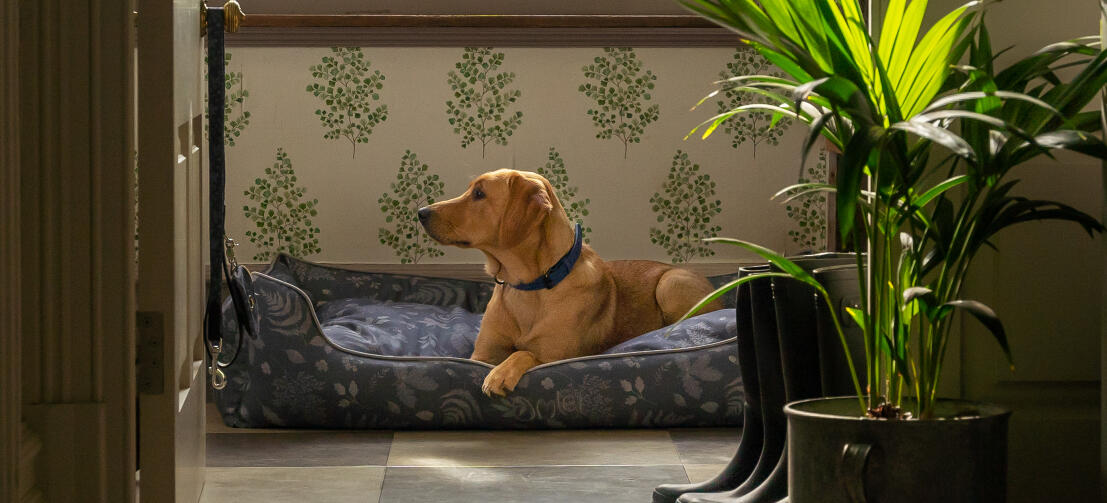 Retriever kigger ud fra sin stilfulde designer Omlet rede-seng til hunde
